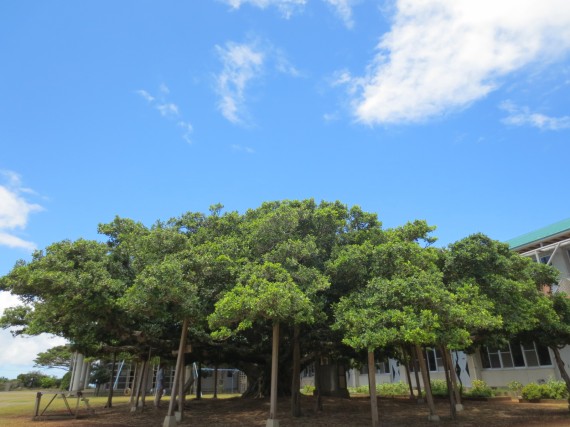 徳之島，奄美，沖永良部～会社の設立・定款認証